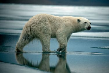 Une jeune ourse polaire cherche désespérément de la nourriture sur la banquise qui dégèle, dans la baie de Radstock, sur l’île Devon, au Canada