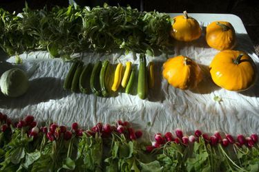 Composition de légumes, le futur festin.