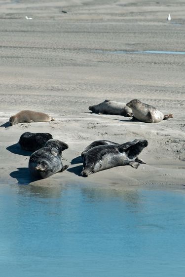 Dans la baie, les phoques, craintifs et pas si nombreux, sont devenus une attraction touristique et un sujet d’observation pour l’écologiste Aymeric Everard.