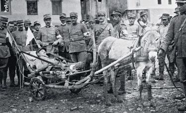 Mulet de trait de l’armée italienne, 1915.