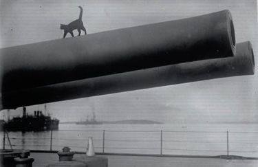 Ce chat perché sur le fût d’un canon est devenu la mascotte du « Queen Elizabeth » (1915).