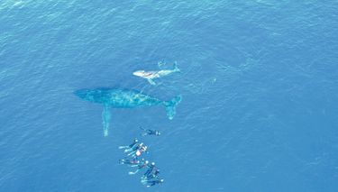 A La Réunion, la charte d’observation impose une mise à l’eau à plus de 15 mètres de la baleine, mais celle-ci peut ensuite s’approcher des hommes.