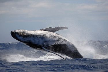 Les baleines à bosse exécutent des sauts impressionnants, parfois au plus près des embarcations, voire des nageurs.