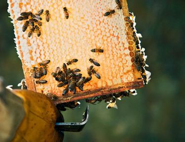 Les apiculteurs veillent sur les cadres de leurs ruches qui permettent la récolte de l’or jaune.
