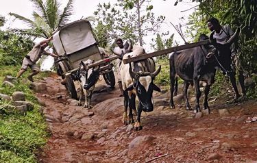 « Malgré une fracture à la main droite, je dois empêcher la charrette de basculer. Un effort de chaque instant, avec les bouviers, Revelo et Jean-Christophe », raconte Alexandre.