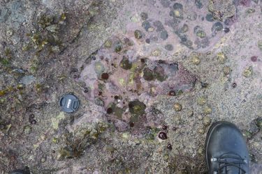 Une empreinte de théropode, vue sur l'île de Skye.