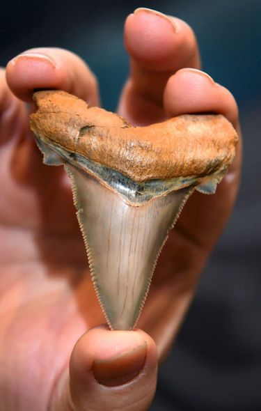 Le fossile d’une dent d’une espèce géante, aujourd’hui disparue. Au musée de Melbourne, en Australie.
