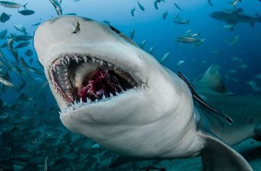 Cette proie n’a pas échappé au coup de mâchoires du requin citron (Floride).