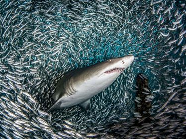 Devant ce requin-tigre de sable, la fuite coordonnée d’un banc de poissons.