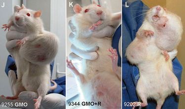 Rats OGM-