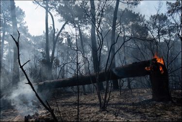 Un brasier typique des pins « gemmés », entaillés pour prélever de la résine : le feu prend à la base de l’arbre. Près de La Teste-de-Buch, le 19 juillet.