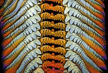 Radula (langue râpeuse) d’un escargot de mer (famille des Turbinidae).