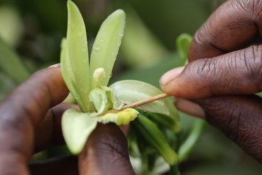 Faute d’insectes pollinisateurs, l’orchidée du vanillier est fécondée à la main.