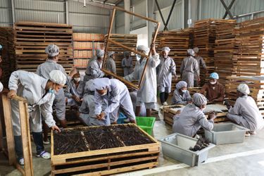Vingt kilos par sac. Acheminée au village, la vanille sera vendue à Sahanala, une société d’exportation éthique et écoresponsable.
