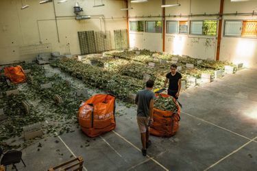 Le hangar dans lequel sèche la récolte de renouées du Japon bientôt réduite en poudre.