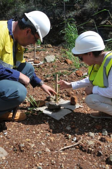 En Nouvelle-Calédonie avec le chercheur Cyril Poullain, dans une plantation de grévilléas, une espèce qui absorbe le nickel présent dans les sols. Sur un site minier du Koniambo de la Société Le Nickel, en 2016.