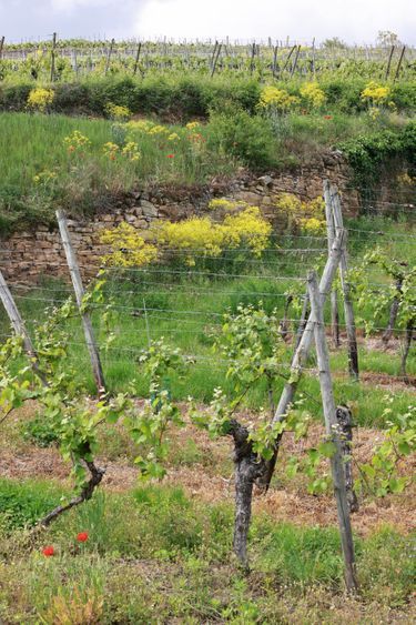 Les vignes d’Agathe Bursin prospèrent sur le grand cru Zinnkoepflé, au cœur d’une réserve naturelle unique dans l’espace rhénan.