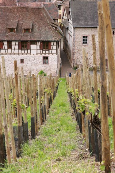Le grand cru de Schœnenbourg, surnommé « la perle du vignoble », plonge jusqu’aux rues médiévales de Riquewihr