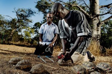 Première étape : les identifier et les mesurer. Dans quelques dizaines d’années, elles pourront atteindre plus de 100 kilos. Avec Tomas et son cousin Lamine Diagne, directeur du Village des tortues de Noflaye.