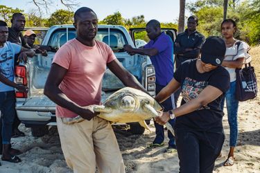 Cette tortue a été pêchée pour être baguée sur la plage de Joal-Fadiouth. L’occasion de sensibiliser les jeunes à la conservation des espèces marines.
