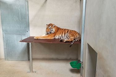 L'un de deux tigres sauvés.