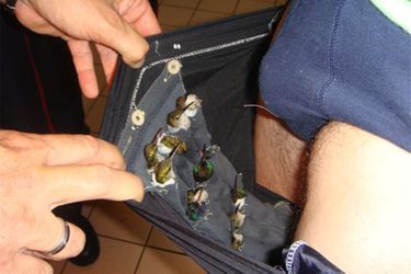 Des colibris cachés dans les sous-vêtements d'un trafiquant.