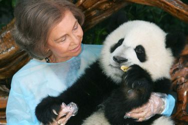 La reine Sofia d’Espagne avec un panda géant au Chengdu Giant Panda Breeding Center en Chine, le 29 juin 2007