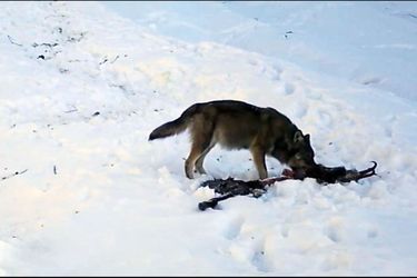 Un loup mangeant un chamois.