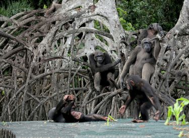 Congo, Conkuati, camp HELP
Chimpanzee et ecopark