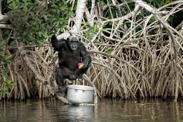 L’heure du casse-croûte pour Banane, 44 ans. Il vit sur une des trois îles où sont réunis des singes, dans le parc national de Conkouati-Douli, dans le sud-ouest du Congo.