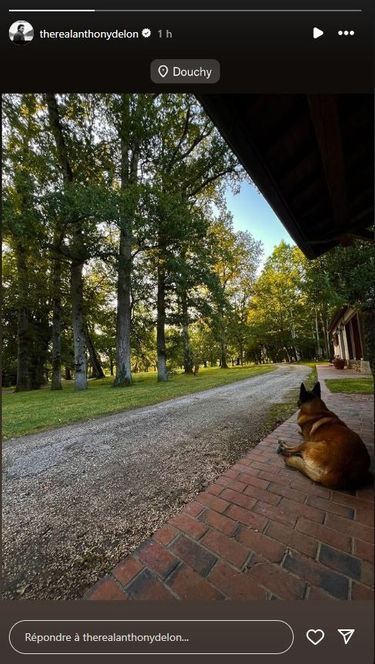 Anthony Delon donne des nouvelles de Lobo, le chien de son père Alain Delon, sur Instagram le 22 août 2024.