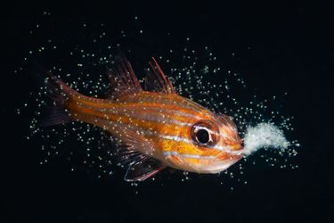 Catégorie « Comportement de la vie marine » : Yoichi Sato.