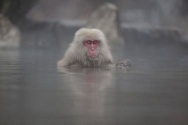 Quand ils ne se battent pas pour l&#039;amour ou le pouvoir, les macaques japonais adorent se prélasser dans les sources chaudes. 