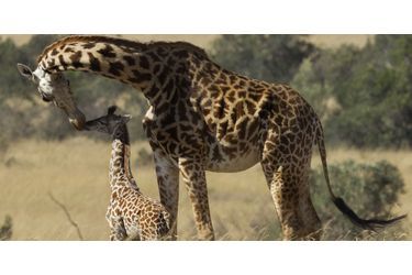 Attribuez une à cinq étoiles aux diaporamas Animal Story de la semaine:Gestes tendres chez les girafes<br />
: En plein safari au sein de la réserve du Masai Mara, au Kenya, Munic Chaudry a assisté à un moment de tendresse entre une girafe et son petit, âgé d'à peine un mois.Face à face avec un ours blanc<br />
: Le Cochrane Polar Bear Habitat, un parc dédié aux ours polaires situés dans l'Ontario (Canada), a mis en place une activité bien particulière: la nage avec les ours blancs.Les 15 loups mystiques repérés sur Pinterest<br />
: Les loups n’ont pas forcément une image positive dans l’esprit des populations : menaçants, cruels voir mortels.Le paresseux équatorien qui a conquis Internet<br />
: Les autorités équatoriennes ont publié les clichés de cet animal retrouvé fermement agrippé à un poteau, coincé entre les deux voies d'une autoroute située à Quevedo.Naissance d'un adorable bébé gorille à Amsterdam<br />
: Après huit mois et demi de gestation, le petit de Sindy est arrivé au zoo d'Amsterdam. Le bébé gorille est né jeudi dernier, le 21 janvier.Omo la girafe blanche de Tanzanie<br />
: Au sein du parc national de Tarangire, en Tanzanie, vit une girafe bien particulière: Omo ne présente pas les teints beiges et marrons d'une girafe classique, puisqu'elle est blanche. Bienvenue au yoga, option lapins<br />
: Le club de sport Sunberry Fitness situé à Richmond, au Canada, a organisé, plus tôt ce mois, la deuxième session de "yoga avec lapins".