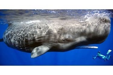 Attribuez une à cinq étoiles aux diaporamas Animal Story de la semaine:Leçon de respiration pour les petites baleines à bosse<br />
: Pendant cinq heures de plongée au large de l&#039;île Roca Partida, dans l&#039;archipel mexicain des Revillagigedo, le photographe Anuar Patjane a immortalisé des images magnifiques.Blessé, le flamant rose reçoit une prothèse<br />
: Un prothésiste local a fabriqué gratuitement une nouvelle patte à l’animal en fibre de carbone.L’arbre aux lions<br />
: Quand les lions décident de quitter la terre ferme, ils trouvent refuge… dans un arbre.Partie de basket pour les loutres<br />
: Dans un parc de Jakarta, en Indonésie, les loutres ont appris à s’amuser avec un ballon.Premiers jours au soleil pour le petit morse<br />
: Le zoo Hagenbeck, à Hambourg, en Allemagne, a dévoilé la semaine dernière un petit morse.L’impressionnante rencontre du plongeur et du cachalot<br />
: Le vidéographe américain Patrick Dykstra a immortalisé l’incroyable rencontre entre un plongeur chanceux et des cachalots.Face au léopard<br />
: Le photographe animalier Russell McLaughlin a pu avoir un tête à tête avec un des léopards de la réserve Tshukudu, en Afrique du Sud.Un lifting pour Benny le shar pei aveuglé<br />
: Les amas de peau aveuglaient le chien, retrouvé errant dans les rues du comté de Dorset.Deux jeunes Condors des Andes dévoilés<br />
: L’International Center for Birds of Prey, situé à Newent dans le Gloucestershire, a dévoilé mercredi deux jeunes Condors des Andes.Les lions contraints de partager avec les hyènes<br />
: Les lions ont dû céder une partie de la carcasse d’un hippopotame à des hyènes attirées par l’odeur.Coucou, voilà le guépard !<br />
: Un touriste irlandais en plein safari au sein de la réserve Masai Mara au Kenya, a eu une sacrée surprise: l’arrivée, à son côté sur la banquette arrière, d’un guépard.