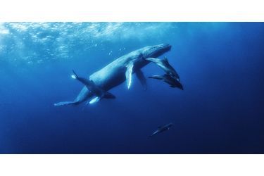 Attribuez une à cinq étoiles aux diaporamas Animal Story de la semaine:Leçon de respiration pour les petites baleines à bosse<br />
: Pendant cinq heures de plongée au large de l&#039;île Roca Partida, dans l&#039;archipel mexicain des Revillagigedo, le photographe Anuar Patjane a immortalisé des images magnifiques.Blessé, le flamant rose reçoit une prothèse<br />
: Un prothésiste local a fabriqué gratuitement une nouvelle patte à l’animal en fibre de carbone.L’arbre aux lions<br />
: Quand les lions décident de quitter la terre ferme, ils trouvent refuge… dans un arbre.Partie de basket pour les loutres<br />
: Dans un parc de Jakarta, en Indonésie, les loutres ont appris à s’amuser avec un ballon.Premiers jours au soleil pour le petit morse<br />
: Le zoo Hagenbeck, à Hambourg, en Allemagne, a dévoilé la semaine dernière un petit morse.L’impressionnante rencontre du plongeur et du cachalot<br />
: Le vidéographe américain Patrick Dykstra a immortalisé l’incroyable rencontre entre un plongeur chanceux et des cachalots.Face au léopard<br />
: Le photographe animalier Russell McLaughlin a pu avoir un tête à tête avec un des léopards de la réserve Tshukudu, en Afrique du Sud.Un lifting pour Benny le shar pei aveuglé<br />
: Les amas de peau aveuglaient le chien, retrouvé errant dans les rues du comté de Dorset.Deux jeunes Condors des Andes dévoilés<br />
: L’International Center for Birds of Prey, situé à Newent dans le Gloucestershire, a dévoilé mercredi deux jeunes Condors des Andes.Les lions contraints de partager avec les hyènes<br />
: Les lions ont dû céder une partie de la carcasse d’un hippopotame à des hyènes attirées par l’odeur.Coucou, voilà le guépard !<br />
: Un touriste irlandais en plein safari au sein de la réserve Masai Mara au Kenya, a eu une sacrée surprise: l’arrivée, à son côté sur la banquette arrière, d’un guépard.