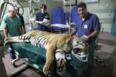 Avec Laziz, un tigre évacué du zoo de Khan Younès, dans la bande de Gaza. À l’université vétérinaire de Beit Dagan, en Israël, en 2016.