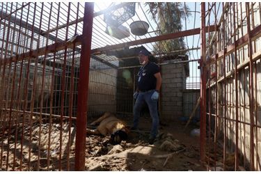 Irak, 2017. Au secours du lion Simba, miraculé du zoo Al-Nour, à Mossoul. La plupart des locataires ont été tués ou sont morts de faim pendant l’offensive des forces irakiennes