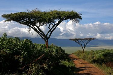 Immense caldeira circulaire de 20 kilomètres de diamètre, le cratère du Ngorongoro étale sa démesure sous un ciel infini.