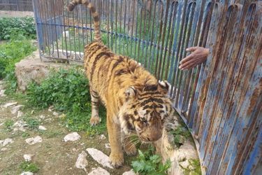 Syrie, 2017. Une dizaine de bêtes croupissent dans le parc Magic World d’Alep, dont ce tigre en piteux état. Elles vont être exfiltrées, sous la menace de Daech