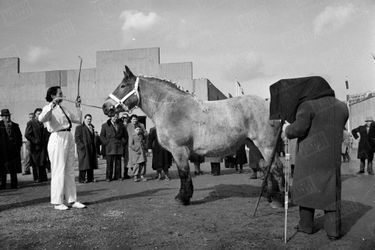 Un Ardennais pose pour la photo au 63e Concours agricole, mars 1954. 