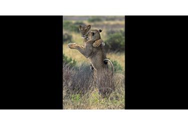 Au milieu de leur combat, ces deux lions ont semblé... dansé, au sein du parc national de Samburu, au Kenya