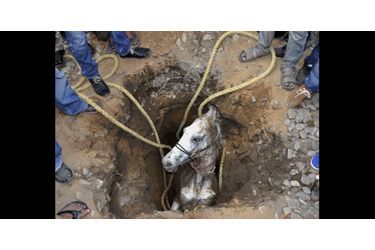 Ce cheval tombé dans un trou a été sauvé après deux heures de travail dans l'Etat de Jalandhar, en Inde