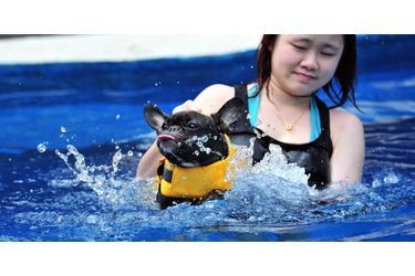 Ce chien apprend à nager dans la piscine d'un hôtel de luxe pour chien, à Singapour