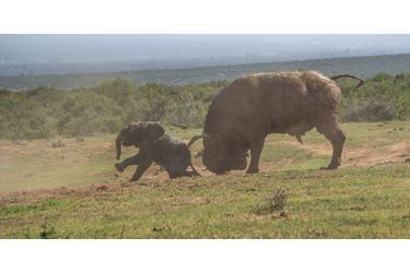 Ce jeune éléphanteau a appris à ses dépens qu'il ne faut pas provoquer (beaucoup) plus grand que soi, en Afrique du Sud