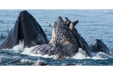 Ce pélican a été capturé par deux baleines à bosse dans la baie de Monteray, aux Etats-Unis