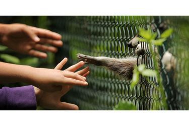 Ce raton-laveur tend sa main vers de jeunes visiteurs du parc de Wiesbaden, en Allemagne