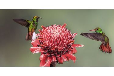 Ces deux colibris visent la même fleur, au Costa Rica