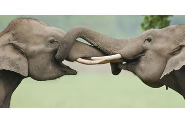 Ces deux éléphants se serrent la trompe au sein du parc national de Corbett, en Inde