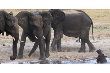 Ces éléphants tiennent à distance un hippopotame au sein de la réserve de Hwange, au Zimbabwe